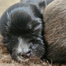 AKC Black boy - Black and white male Chihuahua puppy in Duvall, Washington from Chihuahua Long Coats
