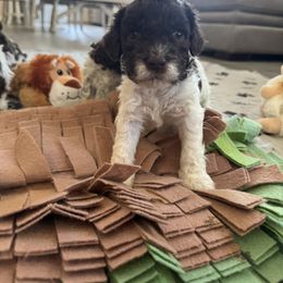 Lagotto Romagnolo Puppies from Anna’s Lagottos