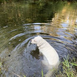 Labrador Retriever All Grown Up from Chateau St. John