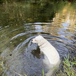 Labrador Retriever All Grown Up from Chateau St. John