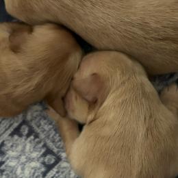 Male 2 - Golden male Golden Retriever puppy in Bonanza, Oregon from Gold 'N Dust Ranch