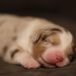 BODE - Red merle male Australian Shepherd puppy in Cedar City, Utah from 10-BAR-Y RANCH