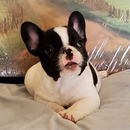 French Bulldog Puppies from BeYardCore Bullies