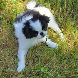 Carly - Black and white female Japanese Chin puppy in Salem, Oregon from Chinnychinchinofsalem