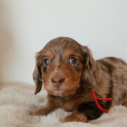 Coast - Dapple male Dachshund puppy in Lehi, Utah from Cherry Creek Dachshunds
