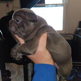 Girl 2 - Blue female French Bulldog puppy in Lansing, Michigan from Black Thunder 517 Cane Corso and Dachshunds