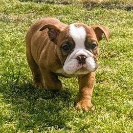 Suzy - Red brindle and white female Bulldog puppy in Lake Stevens, Washington from Washington Bulldogs