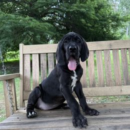 Black collar - Black female Great Dane puppy in Ider, Alabama from Sand Mountain Danes LLC
