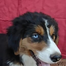 Miniature Australian Shepherds and Shih Tzus from Pedroza Farm
