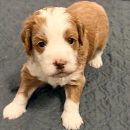 Boy 2 - Red  male Goldendoodle puppy in Bradenton, Florida from Christianna’s Mini Goldendoodles