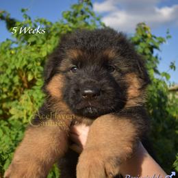 Peri - Black and red male German Shepherd puppy in Orlando, Florida from AceHaven Canines