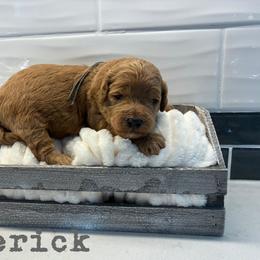 Maverick - Red  male Goldendoodle puppy in Archbold, Ohio from Wurster's Mini Wee Doodles