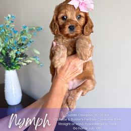 Nymph - Red female Cavapoo puppy in South Jordan, Utah from Wonderful World Doodles