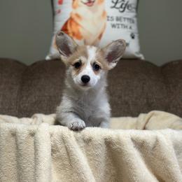 Nugget - Red female Pembroke Welsh Corgi puppy in Urbana, Ohio from Edgewood Farm and Kennel