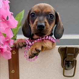 Abby - Red female Dachshund puppy in Leoma, Tennessee from Southbound Kennel