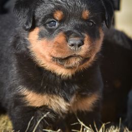 Rottweiler Puppies from Gottlïchen Rottweilers