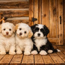 Havanese Puppies from Colhaven Havanese
