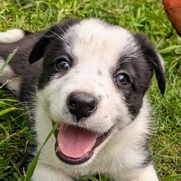 Rob - Border Collie puppy from Thundering Paws Farm