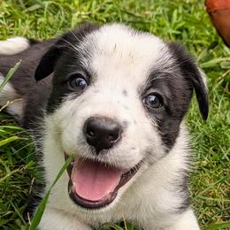 Rob - Border Collie puppy from Thundering Paws Farm