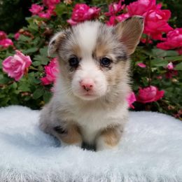 American Corgi and Pembroke Welsh Corgi Puppies from Whimsical Treasure Corgis
