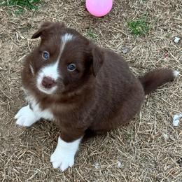 Samuel - Chocolate male Border Collie puppy in Hartsville, South Carolina from Wiggles 4 Life
