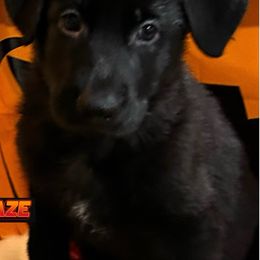 German Shepherd Puppies from Vicki Rohr