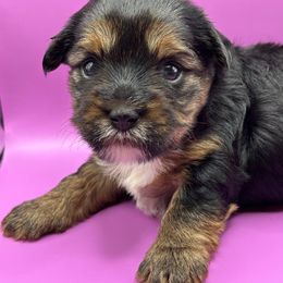 Pixie - Black and tan female Yorkshire Terrier puppy in Ocala, Florida from Yorkie  And Shih Tzu Love