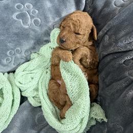 Jagger - Red  male Goldendoodle puppy in Huntington, Utah from Krispydoodle