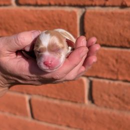 Blenheim boy 2 - Blenheim male Cavapoo puppy in Tucson, Arizona from Ever After Doodles Arizona