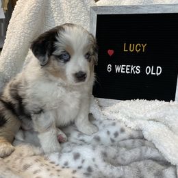 Miniature Australian Shepherd Puppies from Happy Tails, Colorado Mini Aussies