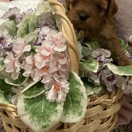 Cockapoo Puppies from Martin's Cockapoos