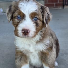 Sprinkle - female Australian Mountain Doodle puppy in Hooper, Utah from Saltwater Doodles