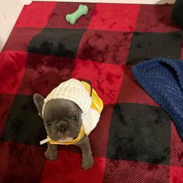 Grace - Blue female French Bulldog puppy in Round Rock/Austin, Texas from De Goza Camp
