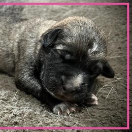 Pink - Brindle female Anatolian Shepherd Dog puppy in Clark, Wyoming from Fyne Acres