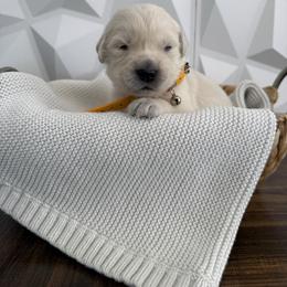 Orange collar - Light golden male Golden Retriever puppy in Radcliff, Kentucky from It’s A Golden Life