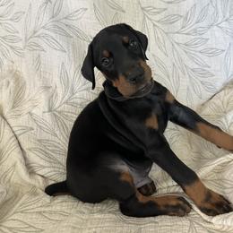 Doberman Pinscher Puppies from Noble Doberman