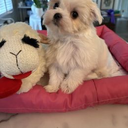 Girl 2 - White female Maltese puppy in Pennsylvania from Pequest Pekingese & Merri Maltese
