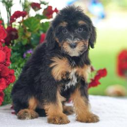 Selena - Tri-color female Bernedoodle puppy in Dundee, Ohio from Down Home Doodle