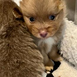 Elio - Lavender male Pomeranian puppy in Bentonville, Arkansas from Hummingbird & Fox