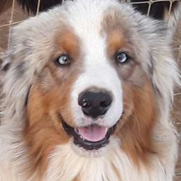 Thunder - Australian Shepherd