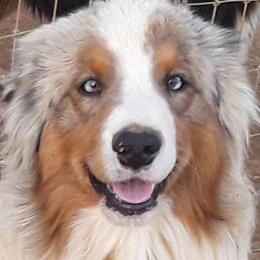 Thunder - Australian Shepherd