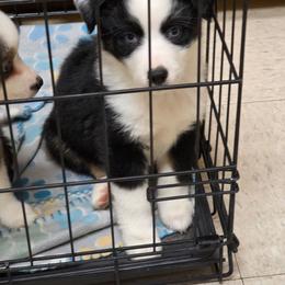 Vivian - Black tri female Toy Australian Shepherd puppy in Leonard, Texas from Tin Roof Aussies