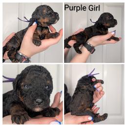 Purple (rare AGOUTI color) - Brown female Whoodle puppy in Kalispell, Montana from Countryman Whoodles