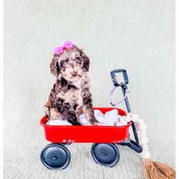 Opal - Chocolate merle female Bernedoodle puppy in Lake City, Florida from 224 Doodles and Poodles