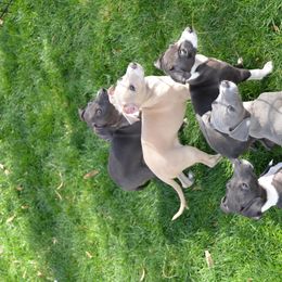 Italian Greyhound Puppies from Micci Italian Greyhounds
