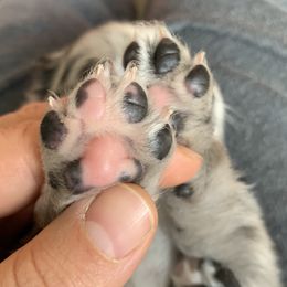 Australian Shepherd and Miniature Australian Shepherd Puppies from Painted Blue Aussies