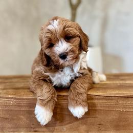 Waffle boy - Red  male Goldendoodle puppy in Rio Linda, California from Plush Doodles