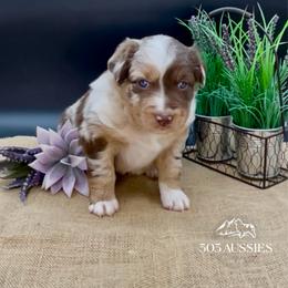 Vivian - Red merle female Australian Shepherd puppy in Thornton, Colorado from 303 Aussies