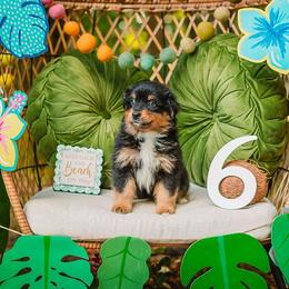 Salty - Black tri-color male Australian Shepherd puppy in Eubank, Kentucky from Ashlee's Aussies