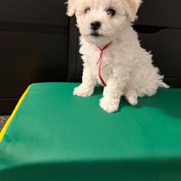 Bichon Frise Puppies from Amori's Royal Bichons